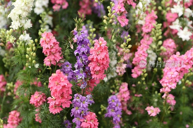 Snapdragon, Antirrhinum Majus